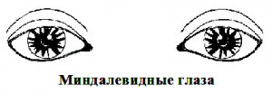 Миндалевидная форма глаз